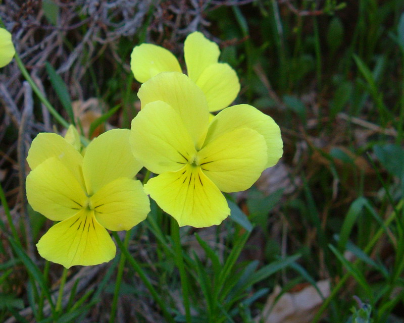 Viola ...variabilit di Viola calcarata